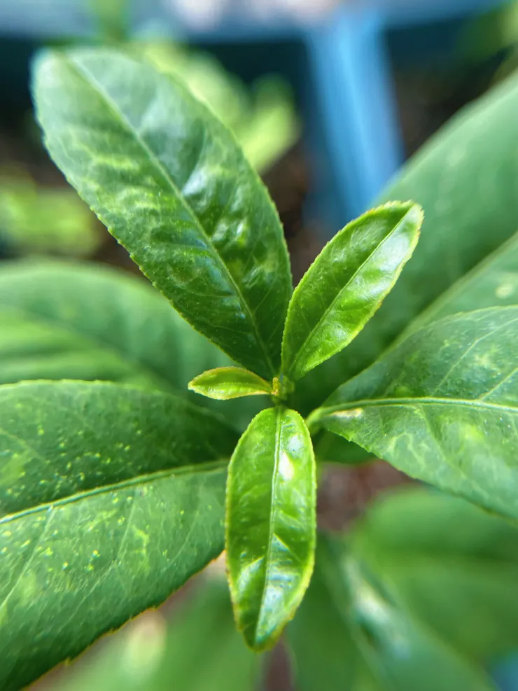 在我與遠方花圃之間，存在著一種美的距離；而在我與你之間，開始的是一場與未來的約定。 不必急著散發清香，我們有得是時間，一起等待風送來第一縷芬芳的那個清晨。