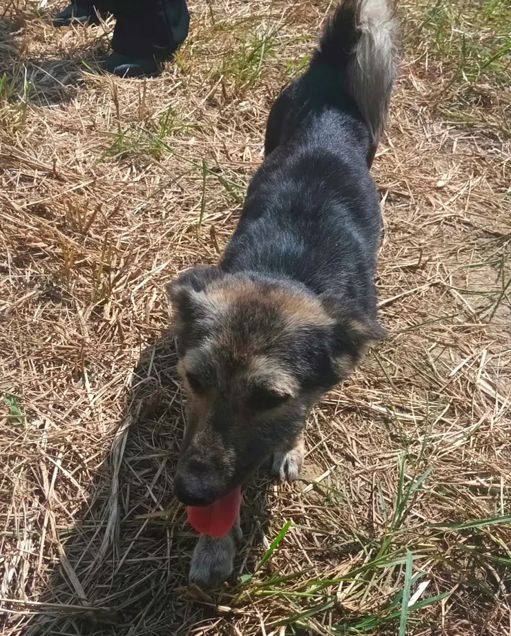 狗狗一直跟著我們走