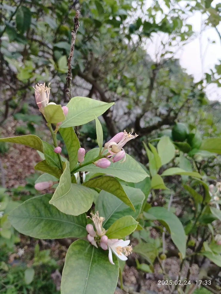 檸檬花開，自拍攝