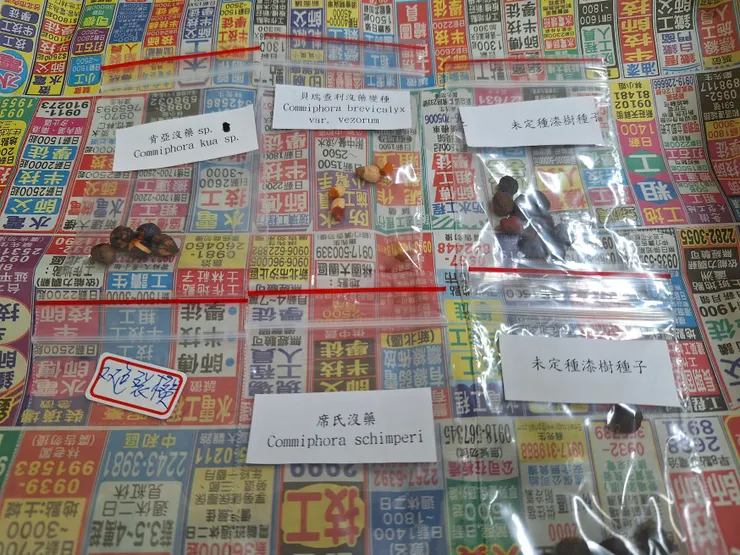 2024年2月7日拍攝