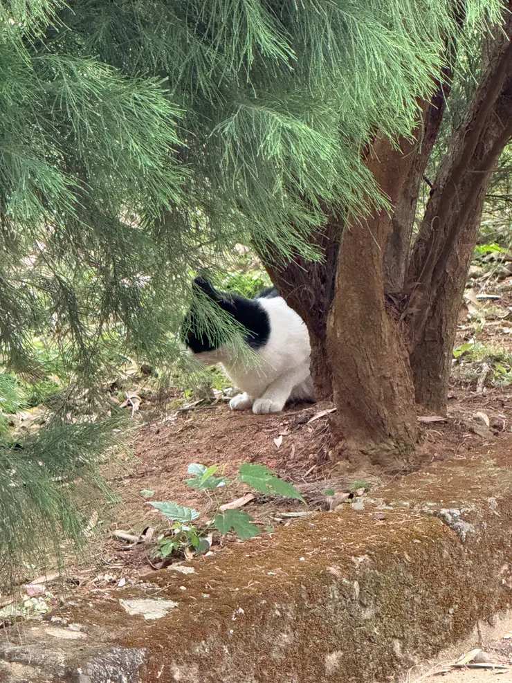 2026/02/11 散步遇到貓貓