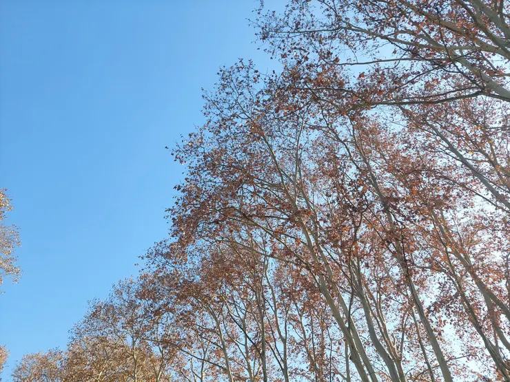 中山陵內孫中山紀念館的樹