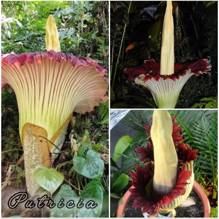 巨花魔芋(Putricia)