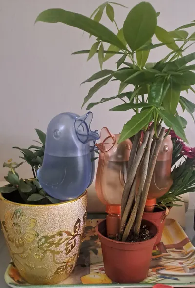 [開箱]小鳥滴水器