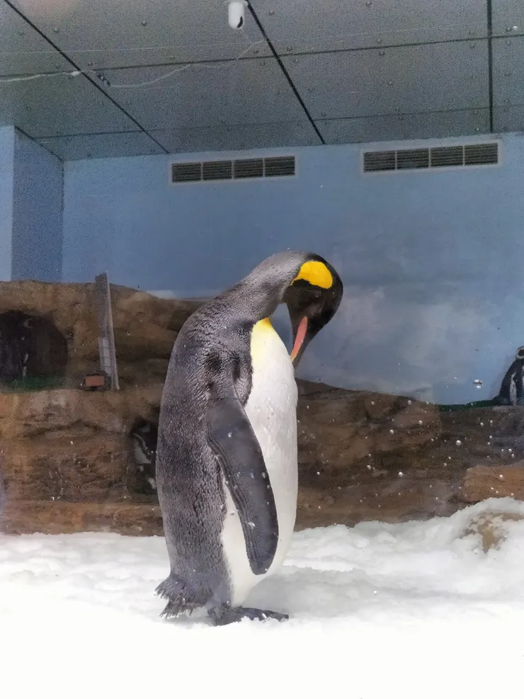 X-Park的企鵝/Mingling攝