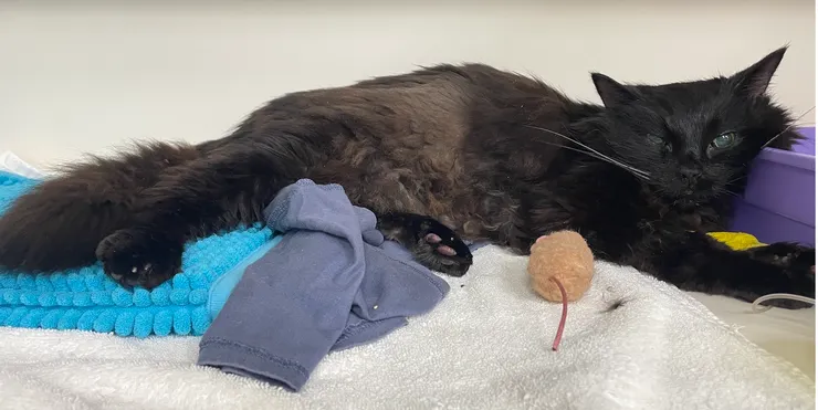 5/3當天探視時，明顯覺得黑黑精神不太好。