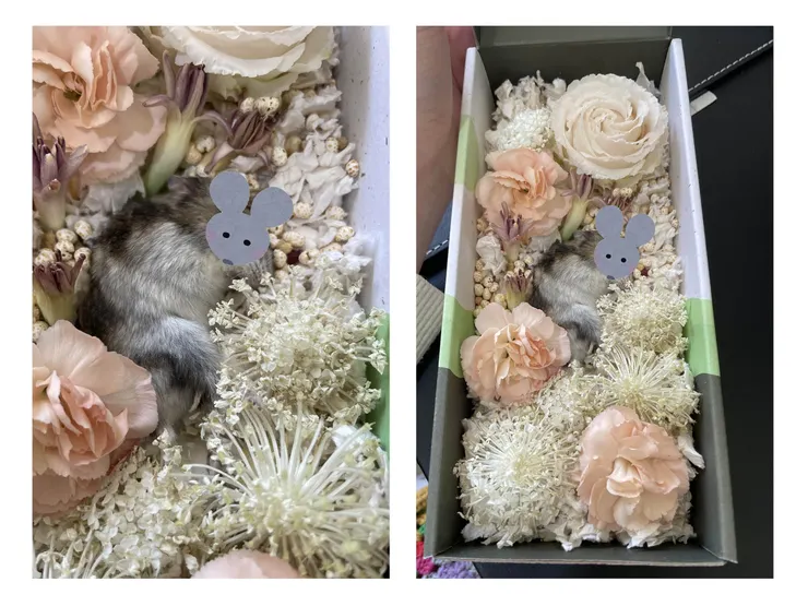 為呱屁擺上漂亮的花及她喜歡的食物，祝福。