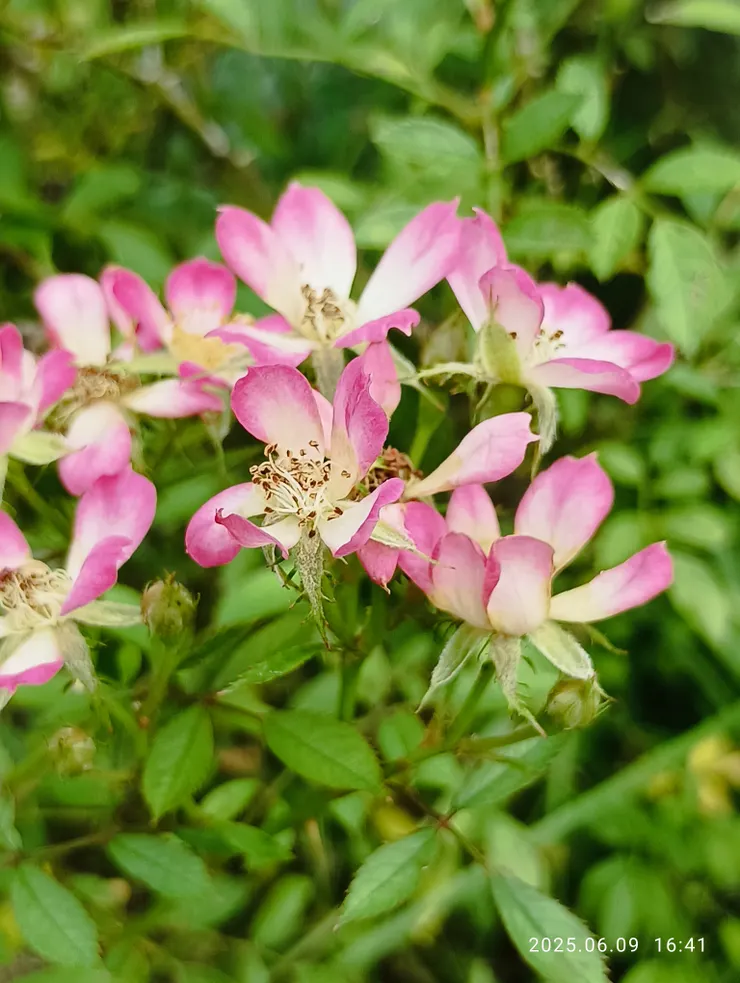 晨迎新晴花妍好（鏽紅紫薇）