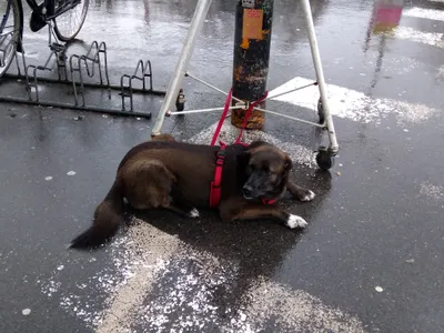 德國狗狗的教養