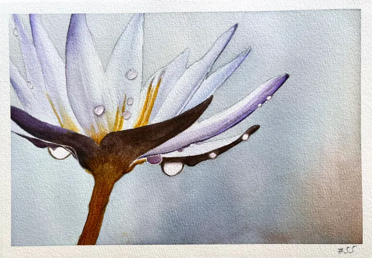 圖YH.CC@水彩練習 W55 雨滴睡蓮, 26x18cm, MAR2024