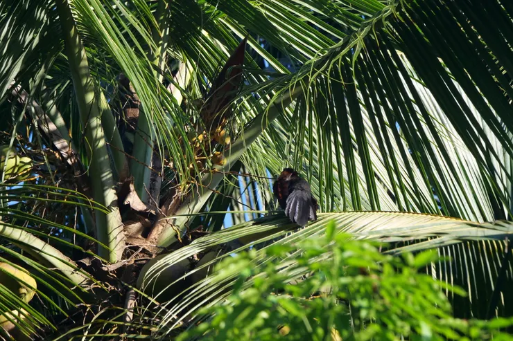 回過神來，才知道這一團東西是目標鳥
