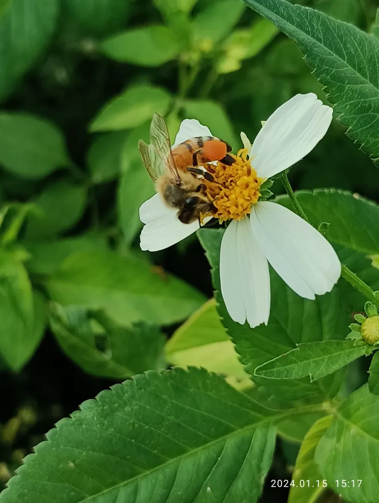 大花咸豐草上蜂蝶成羣採蜜，自拍攝