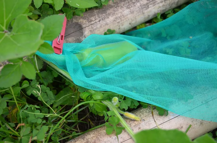 越來越大的冬瓜