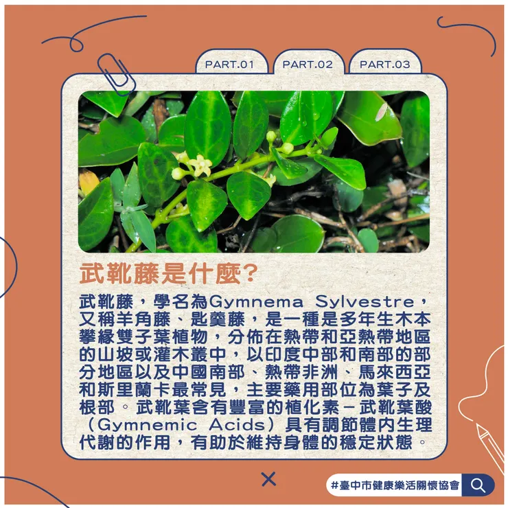 PART.2 武靴藤是什麼?