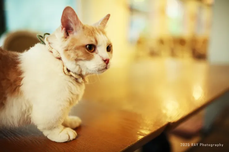 雷達開啟！阿暖進入搜尋模式，似乎在偵測哪裡藏著好玩的氣味。