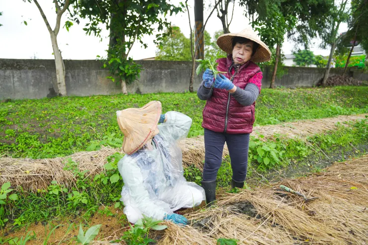 農夫黃寶珠正傳授地瓜葉種植訣竅。