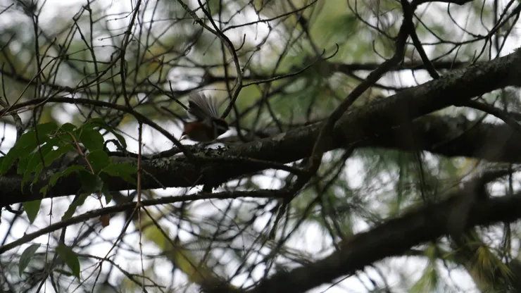 在台灣大雪山比較易見