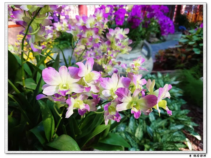 【2022秋季蘭花暨盆花展】