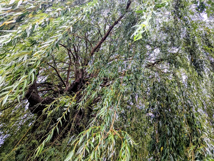 2025/08/07 立秋：住家巷口一戶人家後院，有參天柳樹一棵，每次外出散步必經過。節氣之始，以汝為證。