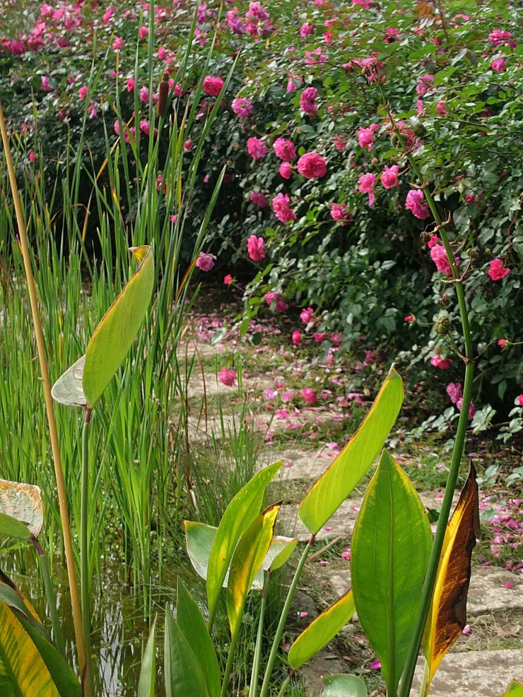 英式花園裡水塘邊的小徑