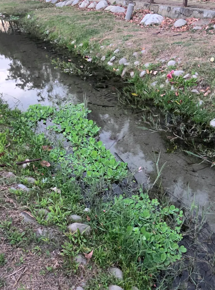 大薸(李建崑攝影)