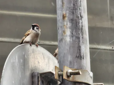 遙望青春 你還記得嗎？