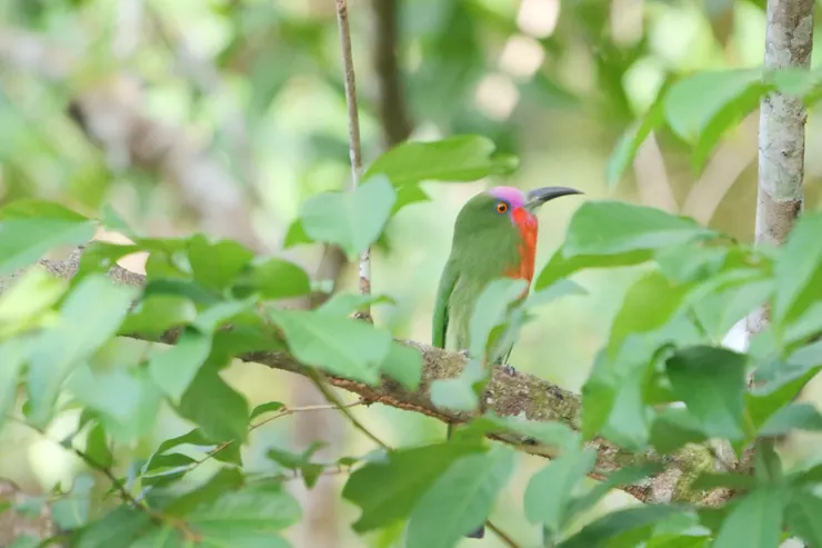 外貌奇特，但顔色鮮艷的赤須夜蜂虎 Red-bearded bee-eater