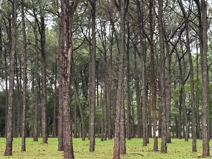 2026/04/23 公司的松樹林