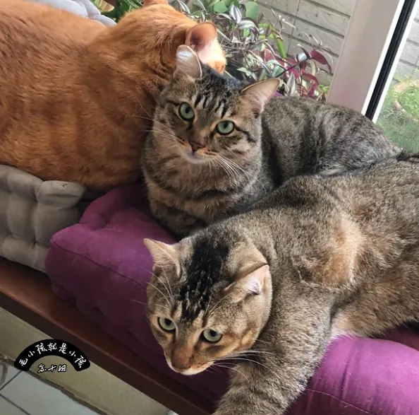在貓的眼裡，新來的不是朋友，是「搶匪」   PetLogic