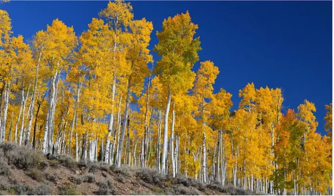 https://www.nationalforests.org/blog/unforgettable-experiences-pando-aspen-clone