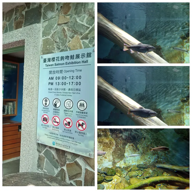 櫻花鉤吻鮭展示館