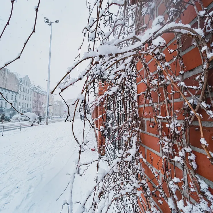 Shot by Emma@Bydgoszcz, Poland,23/12/2023