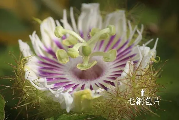 所謂「毛網苞片」正是毛西番蓮與其它西番蓮花最大的不同點，它具有神奇的保護作用，視需要開開闔闔，再可靠的保鑣都沒有它來得周詳細心。
