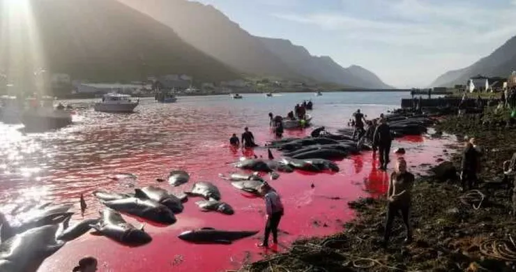 太地町海豚獵殺節