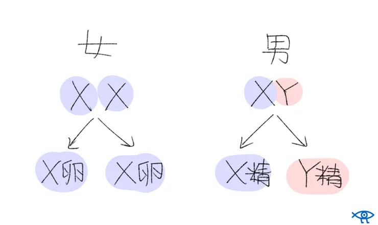 性染色體示意圖。RS 自行繪製