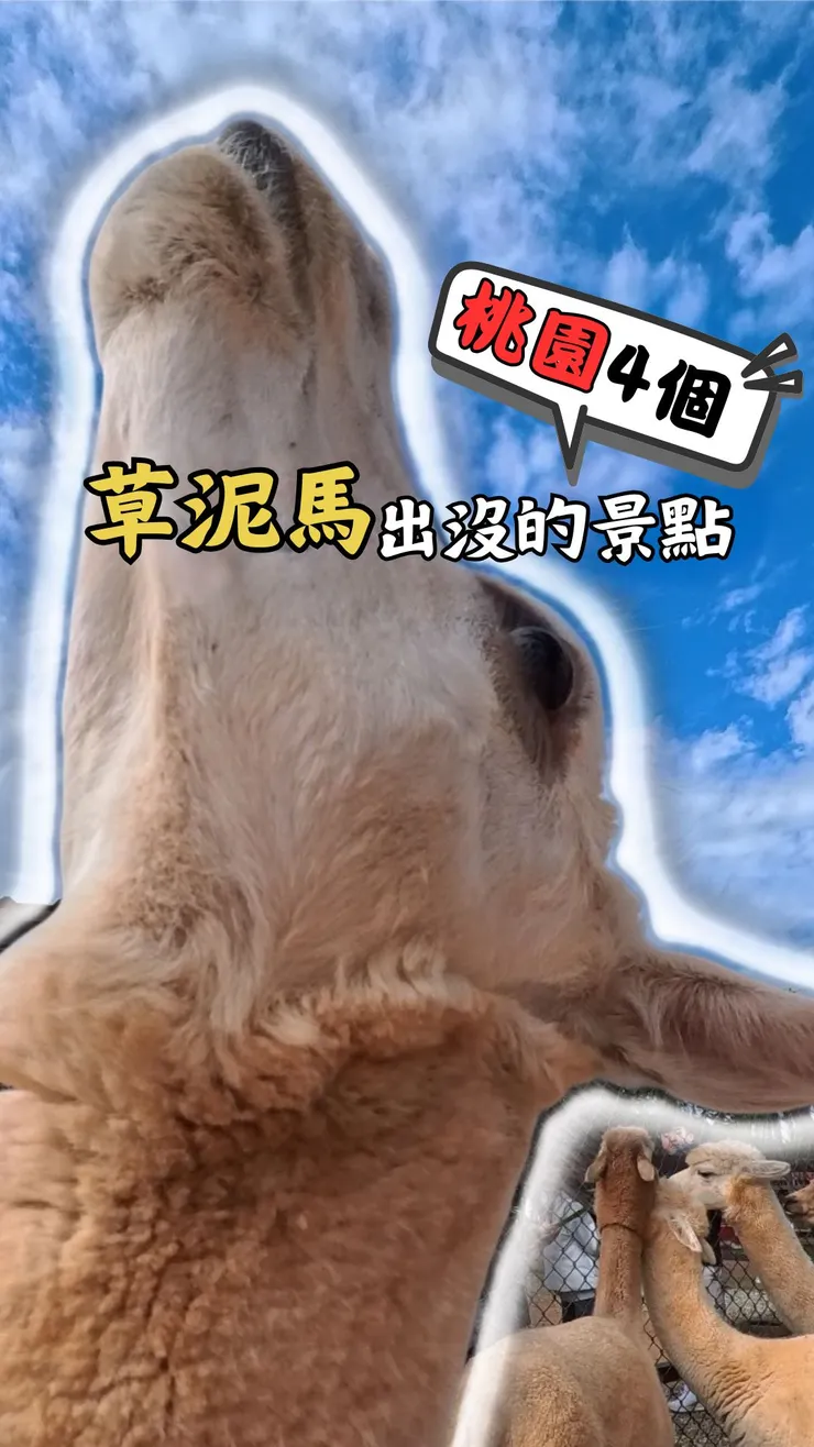 桃園4個草泥馬出沒的景點