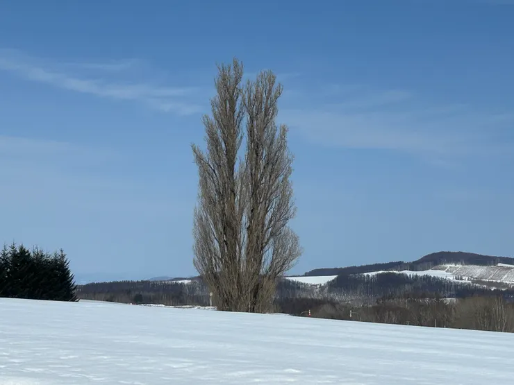 Ken & Mary 樹（夫妻樹）