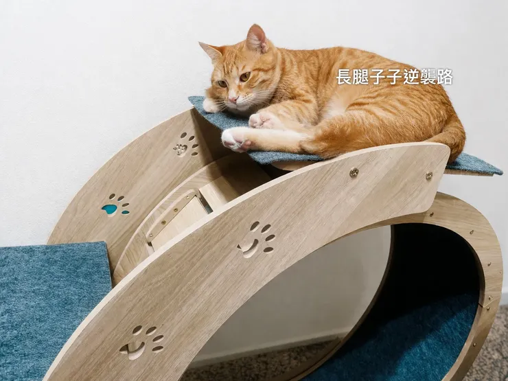 我家咪咪愛不釋手😍🐱