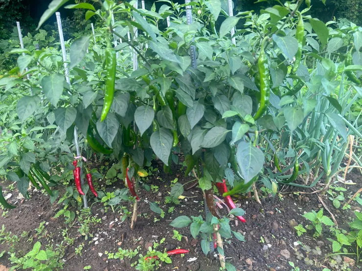 哈母尼種的辣椒比我的手還長