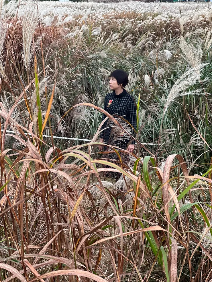 芒草原