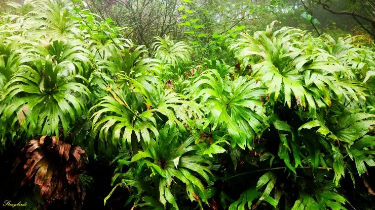 淡蘭古道代表性物種~雙扇蕨(是侏儸紀時代前就存在的古老蕨類)