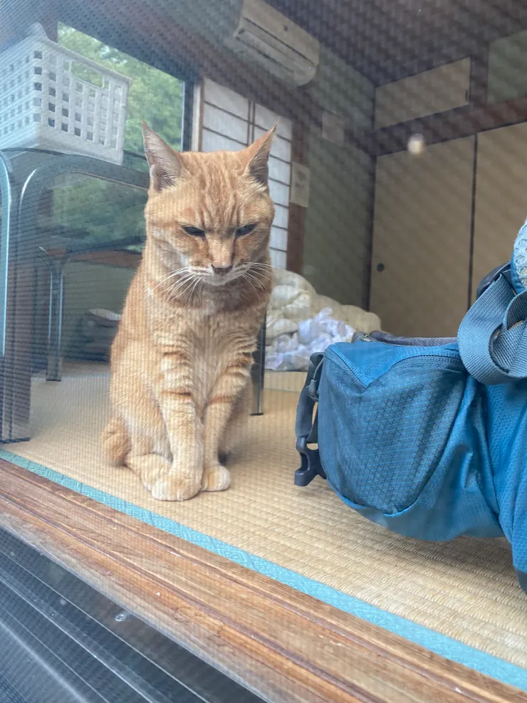 民宿的老喵喵（那時候已經18歲的樣子喔）