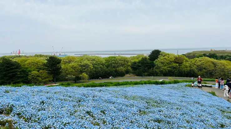 海拔有58公尺。