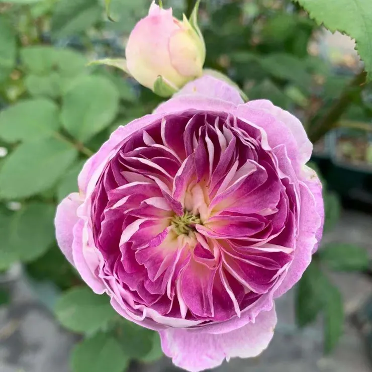 “蓝月石”玫瑰