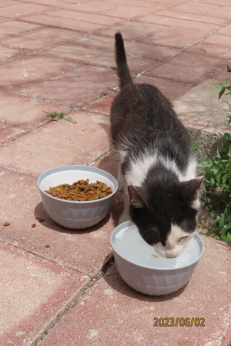 圖十: 用陶瓷的碗裝水與飼料，可見該培育中心的細心。