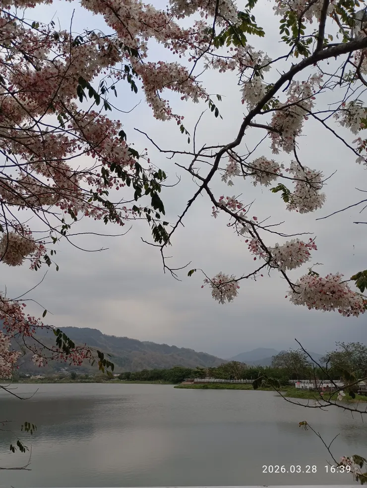 紅花陣雨落波間，皆自拍攝