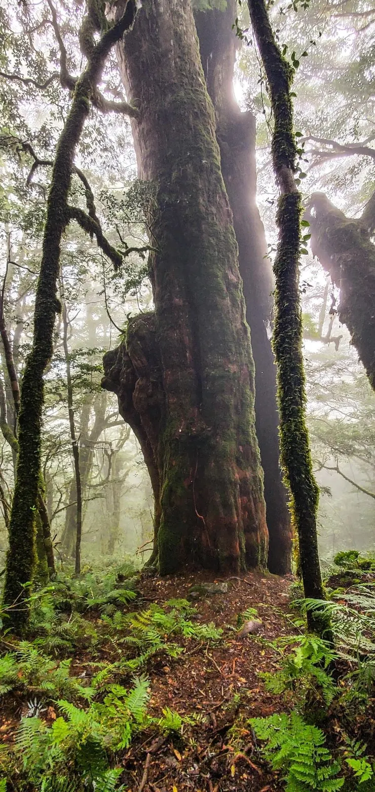 9號神木閃亮登場