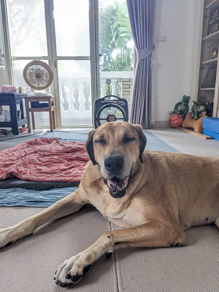 感謝妞妞來過這世界