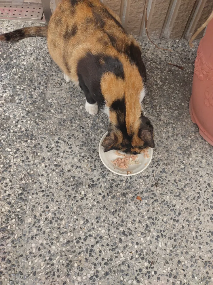 三花貓：喵~好餓~好香！喵喵~