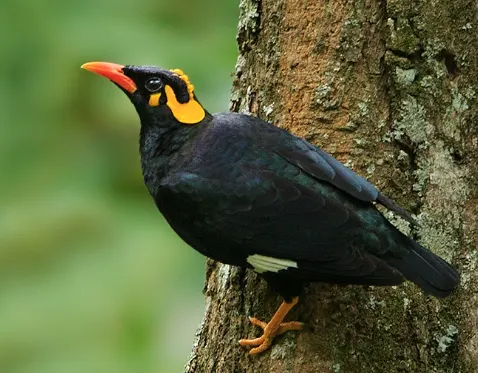 眼底有“淚痕”是Lesser Hill Myna （圖片來自WIKI）